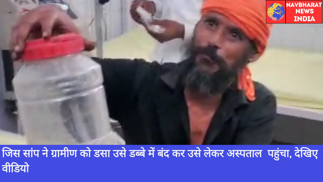 Snake, Navbharat News India
