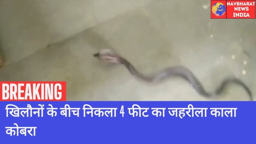 Cobra