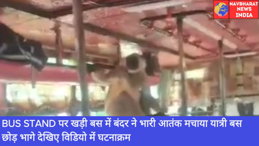 Bus, Bus Stand, Monkey, Navbharat News India