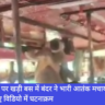 Bus, Bus Stand, Monkey, Navbharat News India