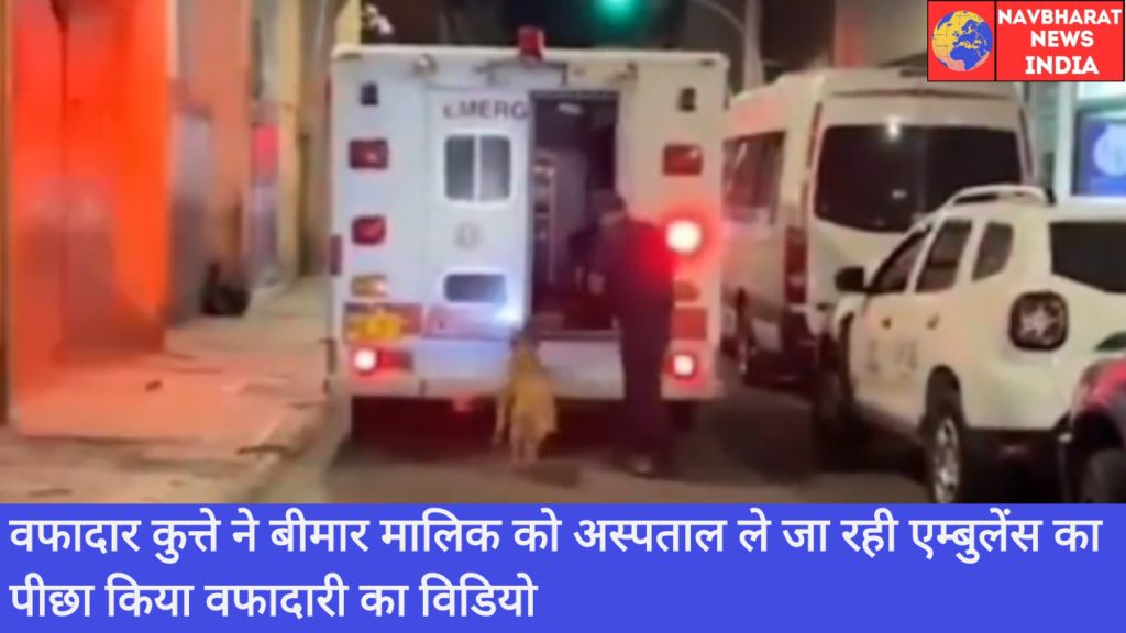 Dog, Navbharat News India