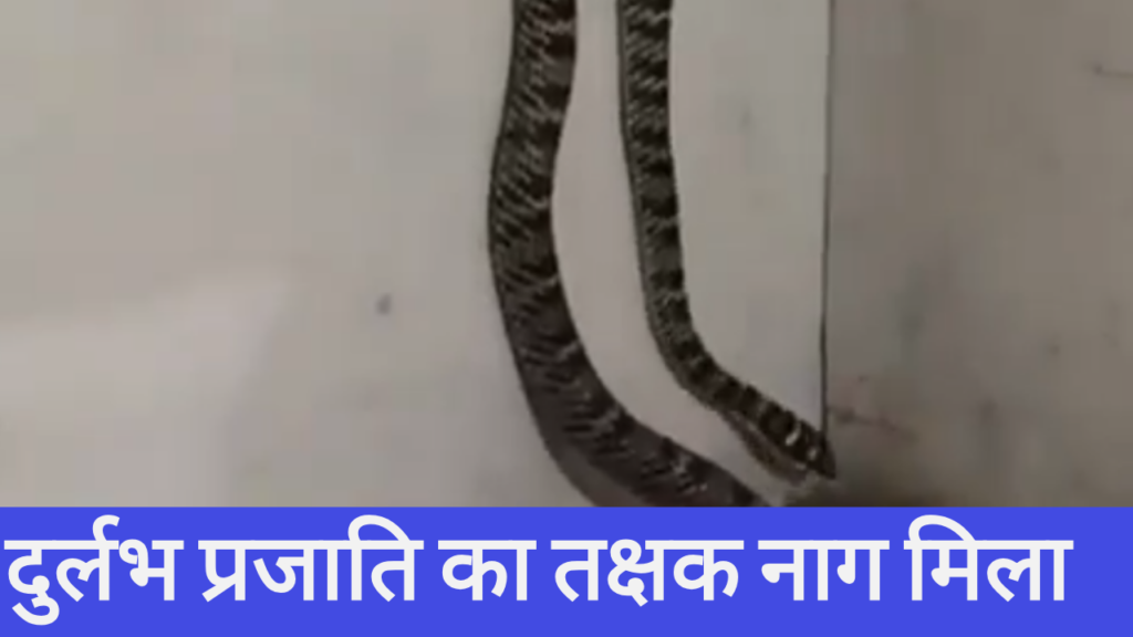 नाग