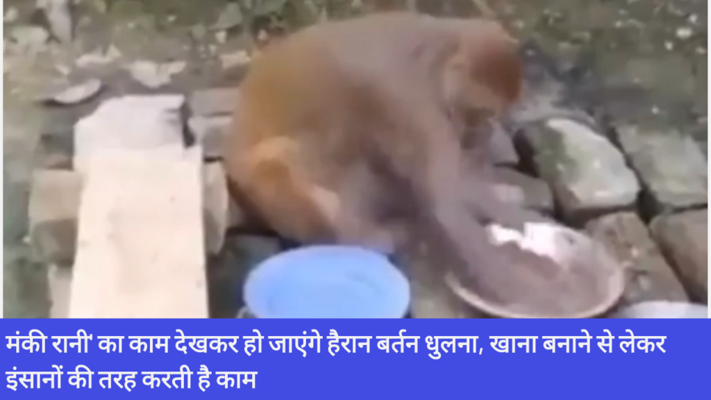 मंकी