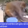 मंकी