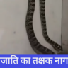 नाग