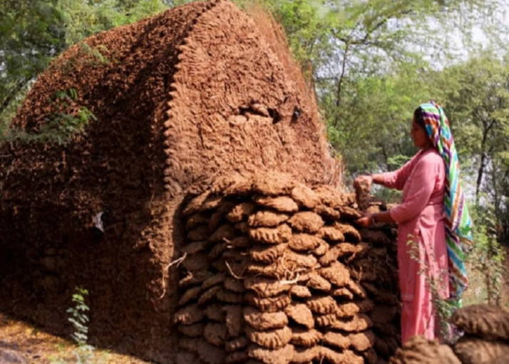 cow dung
